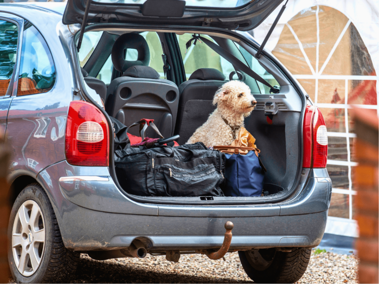 Ferie med hund. Hund og bagage klar til turen – Avernakø Landhotel tilbyder bagagetransport fra færgehavnen for 50 kr. pr. værelse. Book Nytårsophold med hund. Ø-tur med hund.