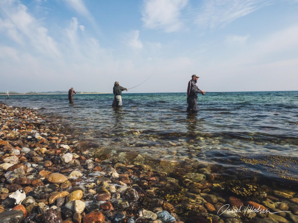 Lystfiskeri på Fyn. Guide til lystfiskeri på Fyn med fokus på kystfiskeri efter havørred. Oplev de bedste områder i Det Sydfynske Øhav og planlæg din fisketur.